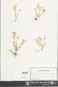 Portulaca amilis image