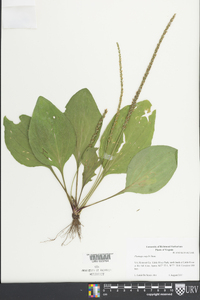 Plantago rugelii image