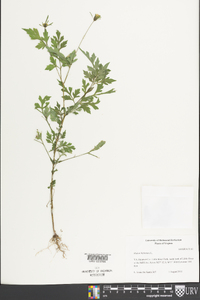 Bidens bipinnata image