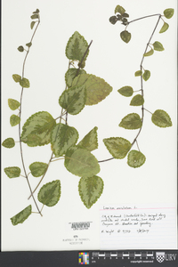 Lamium maculatum image