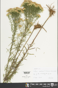 Euthamia caroliniana image