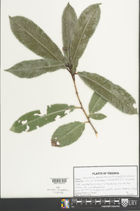 Photinia prionophylla image