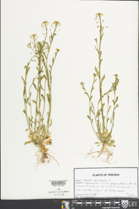 Thlaspi alliaceum image