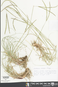 Paspalum notatum image