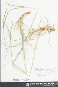 Paspalum notatum image