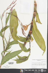 Persicaria extremiorientalis image