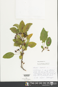 Malus floribunda image