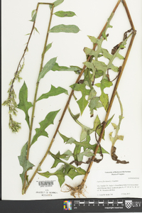 Lactuca floridana image