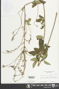 Desmodium canescens image