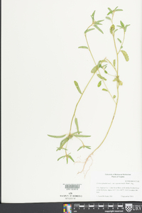 Croton glandulosus var. septentrionalis image