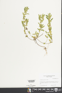 Acalypha gracilens image