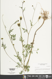 Bidens bipinnata image