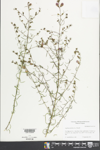 Agalinis purpurea image