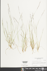 Aristida longespica image