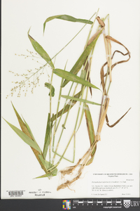 Dichanthelium latifolium image