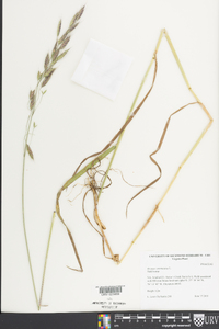 Bromus commutatus image