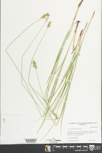 Carex squarrosa image