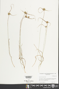 Cyperus filiculmis image