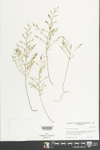 Lechea tenuifolia image