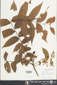 Juglans major image