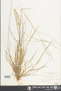 Digitaria filiformis var. villosa image