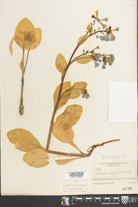 Mertensia virginica image