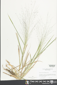 Eragrostis hirsuta image