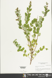 Symphoricarpos orbiculatus image