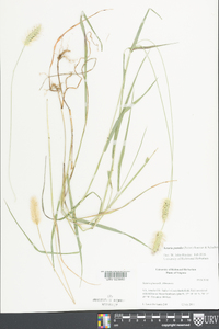 Setaria pumila image