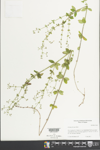 Galium pilosum image