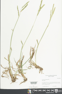 Paspalum dilatatum image