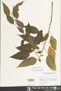 Acalypha leptopoda image