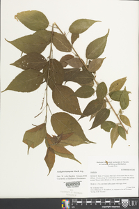 Acalypha leptopoda image