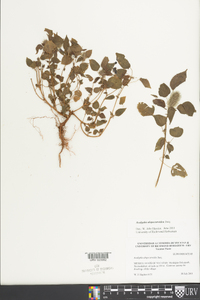 Acalypha alopecuroidea image