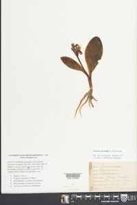 Galearis spectabilis image