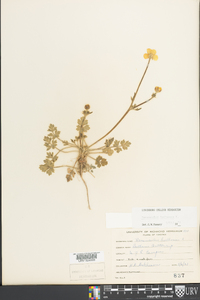 Ranunculus bulbosus image