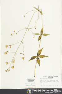 Silene stellata image