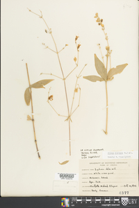 Silene stellata image