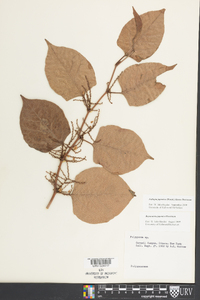 Reynoutria japonica image