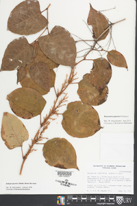 Reynoutria japonica image