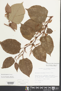 Reynoutria japonica image