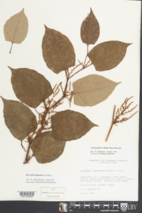 Reynoutria japonica image