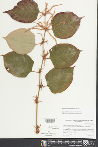 Reynoutria japonica image