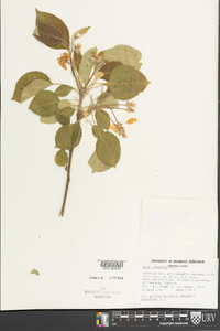 Malus sylvestris image