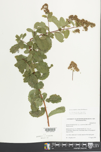 Spiraea latifolia image