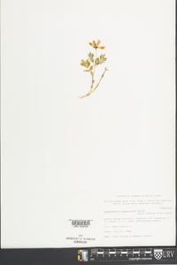 Astragalus umbellatus image