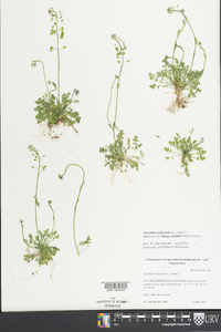 Teesdalia nudicaulis image