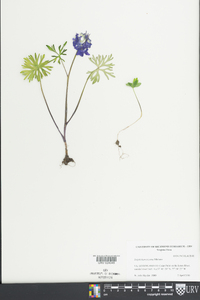 Delphinium tricorne image