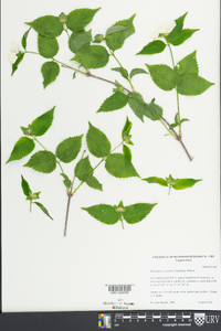 Rhodotypos scandens image