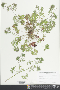 Geranium dissectum image